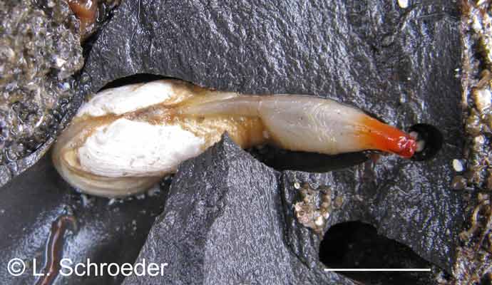 Bivalves Hiatellidae